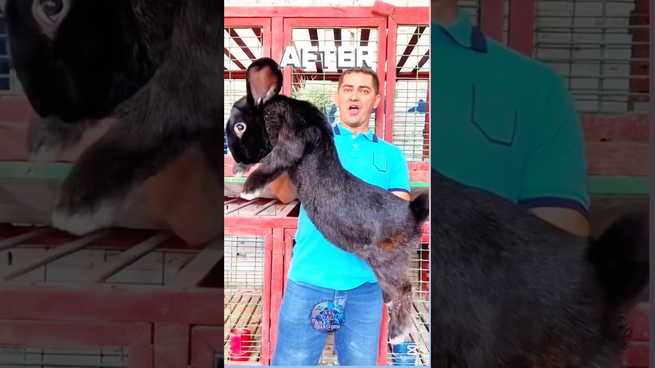 Shocking Animal Transformation! #animals #funny #wildlife #animals