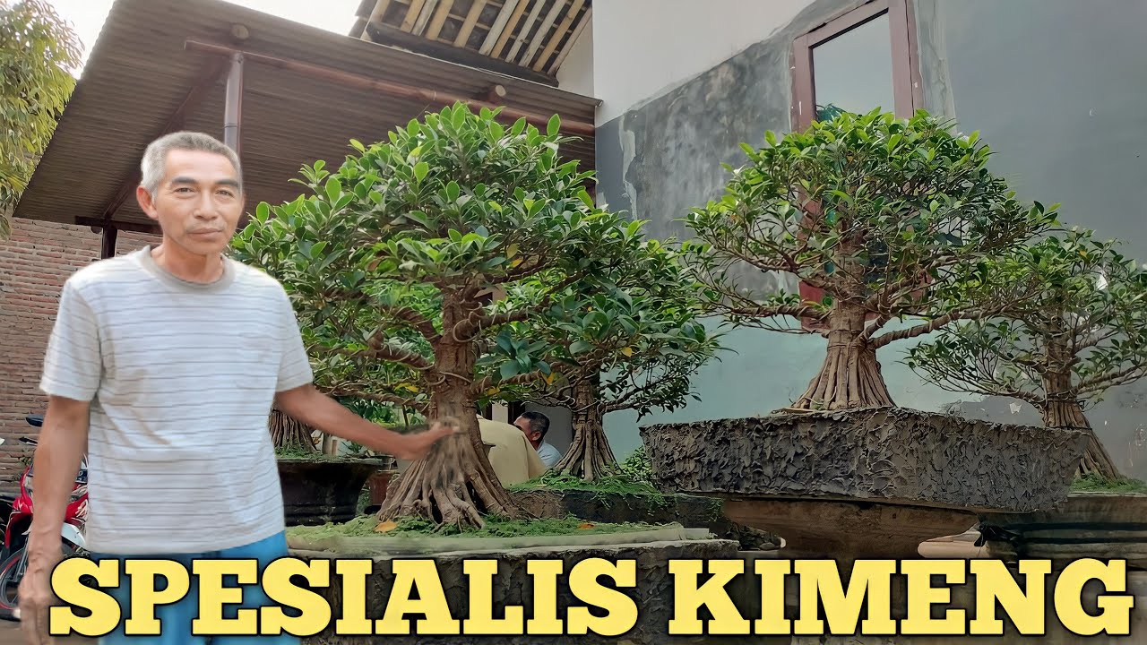 SPESIALIS BONSAI KIMENG GABUNGAN DAN PECAH BATANG!!! PAK WIWIN NGEBONSAI MULAI TAHUN 1983