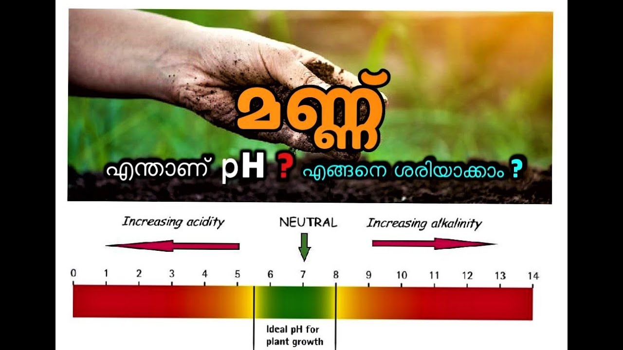 മണ്ണിൻറെ pH  എങ്ങനെ ശരിയാക്കാം ? എന്താണ് pH ? കുമ്മായം ചെടികൾക്ക് എന്തിന് നൽകണം ? WHAT IS SOIL pH ?