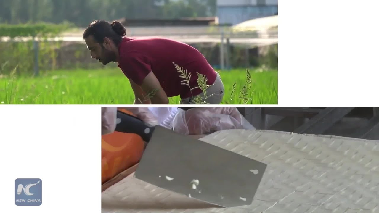 Grains of hope: Pakistani doctoral student cultivates rice in east China's Jiangxi