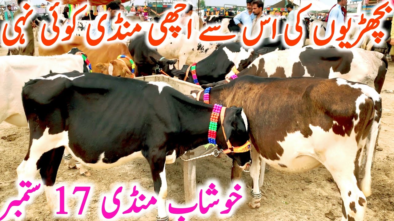 Khushab Cow And Hiefers Mandi || Global Village Farming