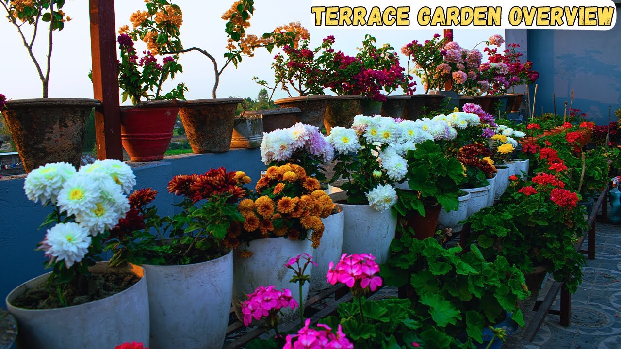 Expert Tips for Thriving Terrace Gardens in Nepal I Terrace Gardening Ideas for Home