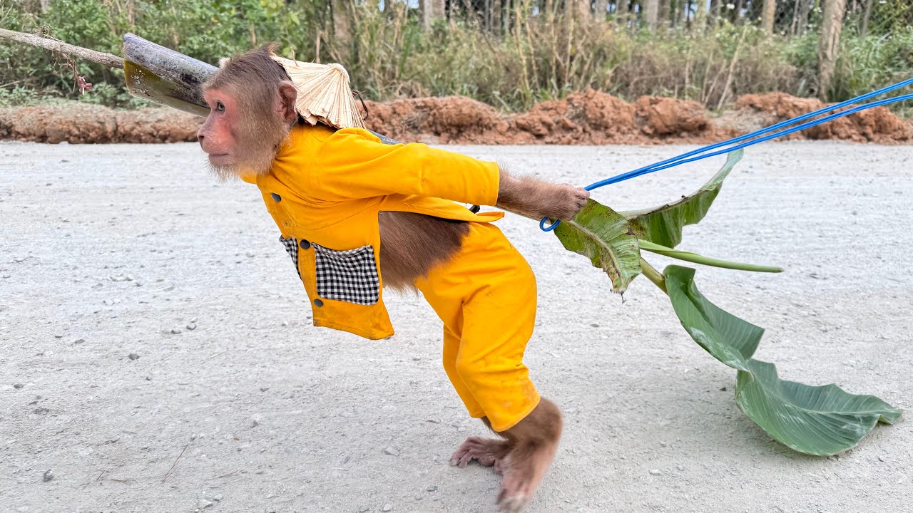 Little farmer Monkey herds a huge of cows & goats surprising viewers😲