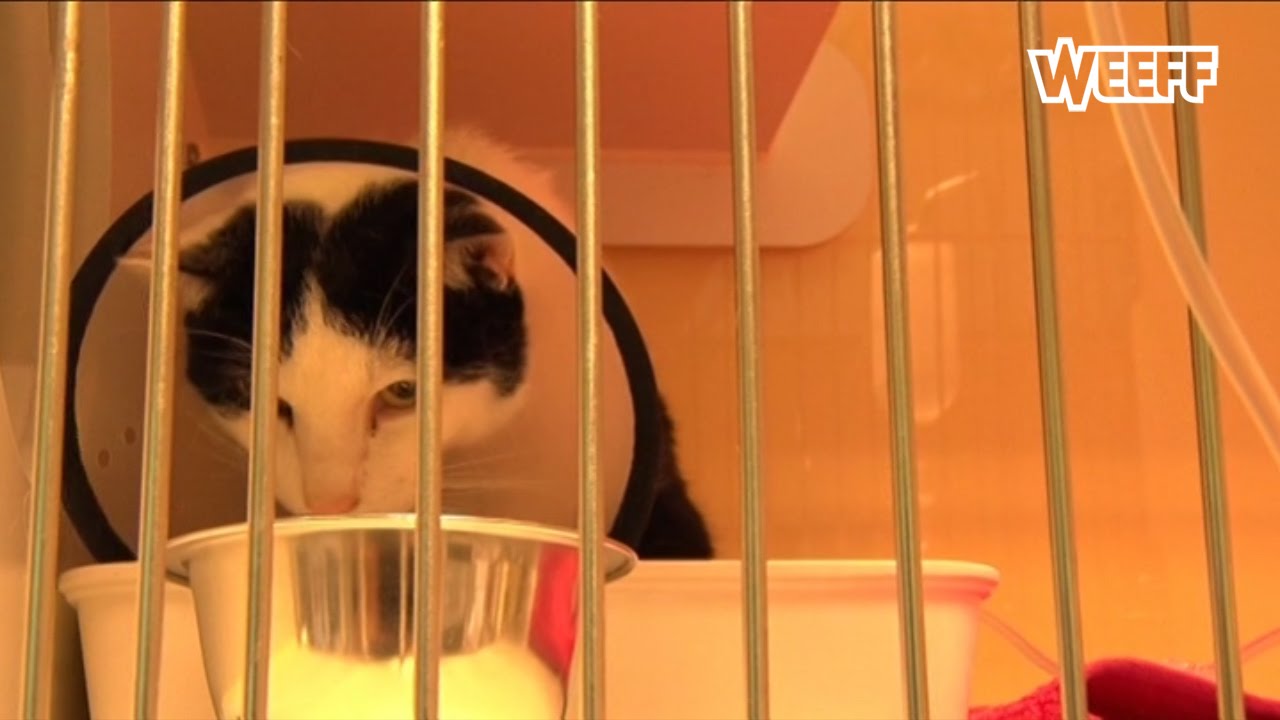 Twee katten ernstig vergiftigd in Bovenkarspel