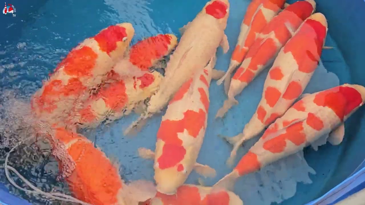 Koi Wijzer goes Japan: Dainichi OBKai, Marudo, Hoshikin en meer