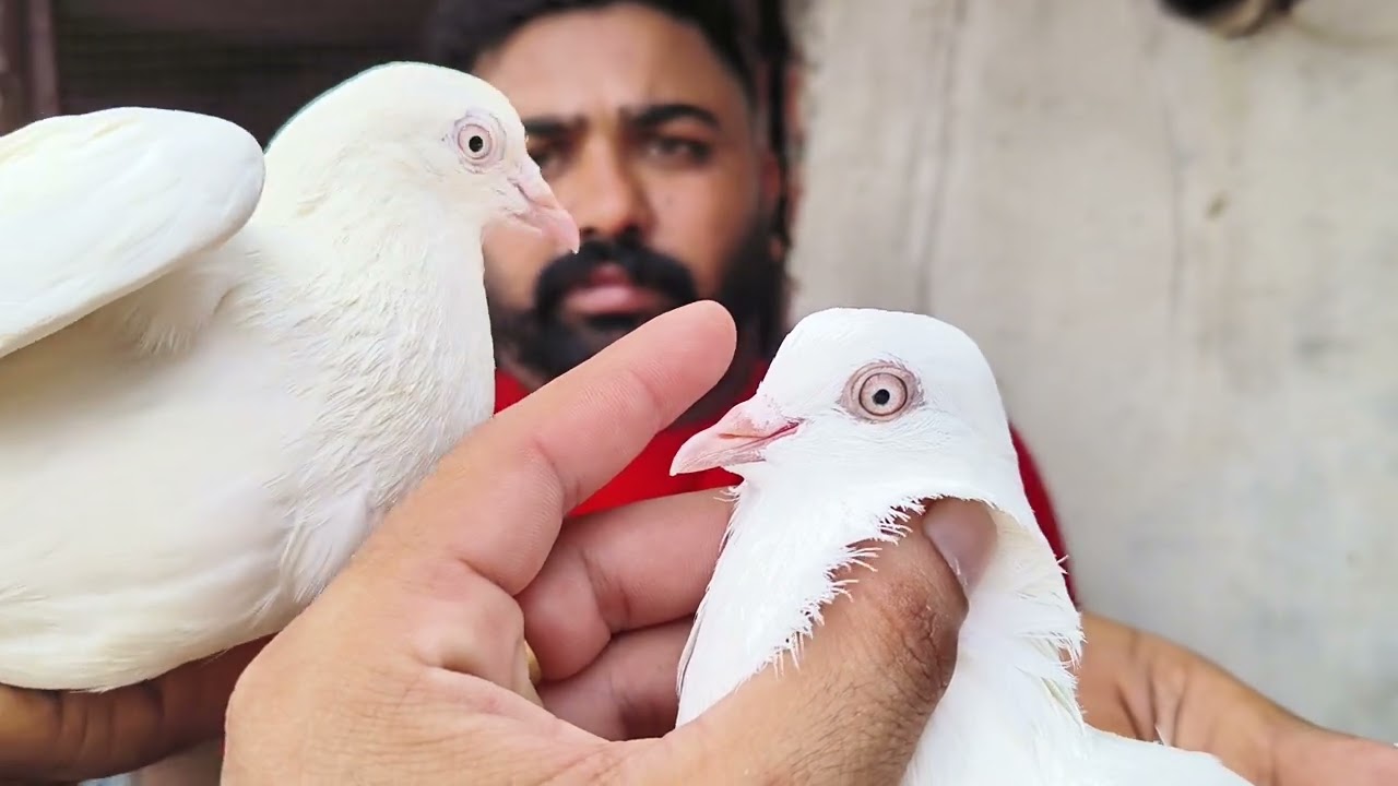 Malwai punjabi full guarantee ke sth chatri ke lage hue kl aa rahe h shop pr subha 9bja -9990044886