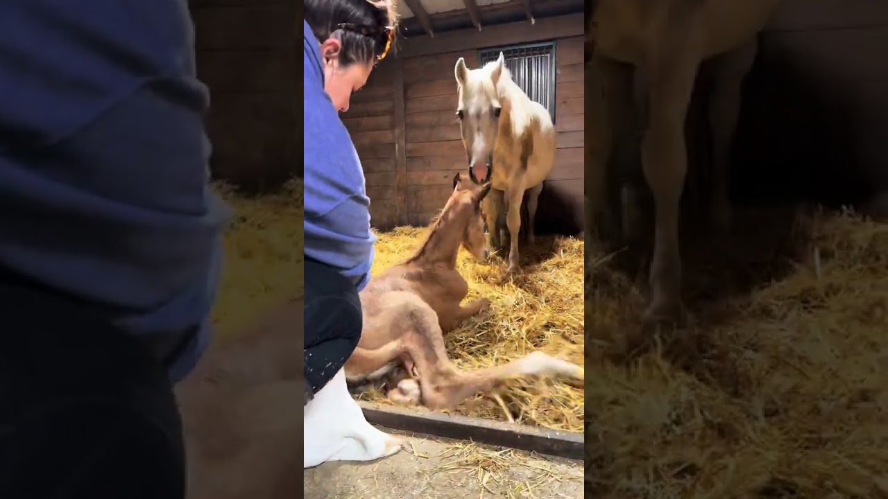 Newborn baby horse takes first steps! 🐴✨ Watching this little colt learn to stand is just magical!