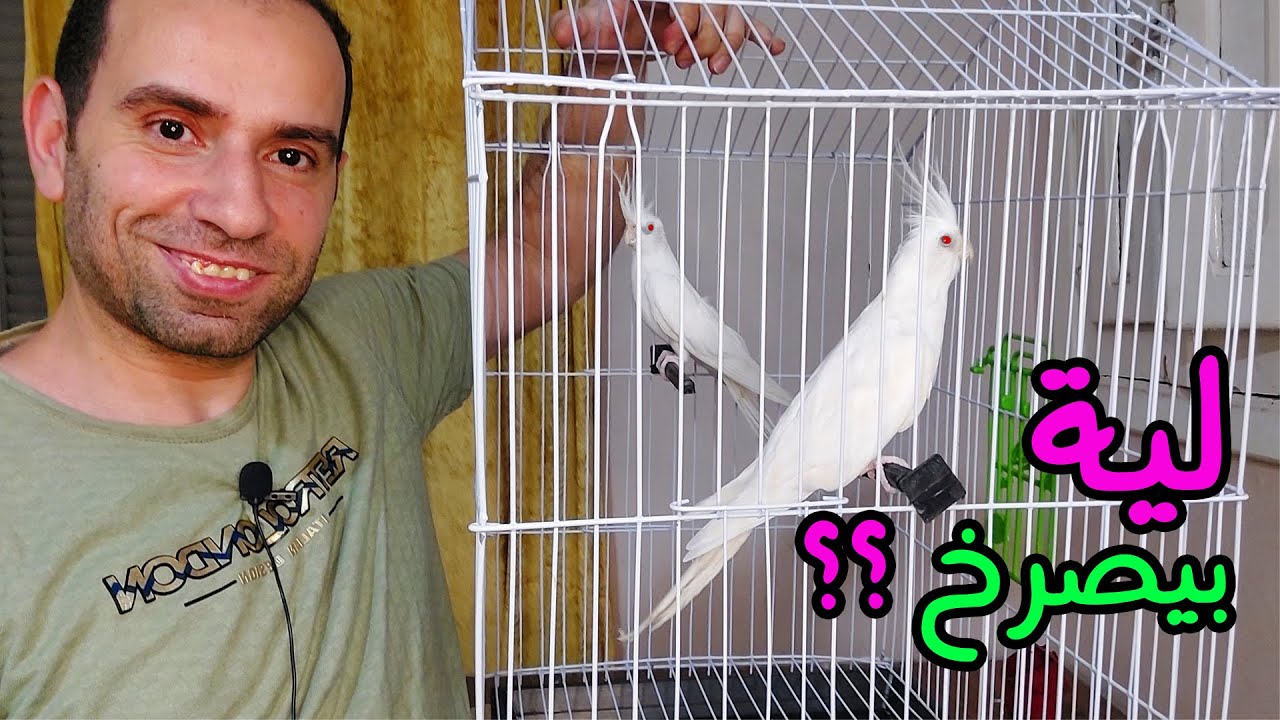 سبب صراخ الكوكتيل يومياً بالذات لو معاة فروخ