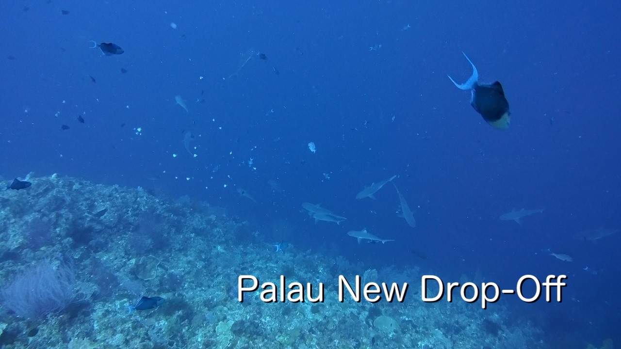 Diving Vlog PALAU 202603a2【4K】New Drop-Off