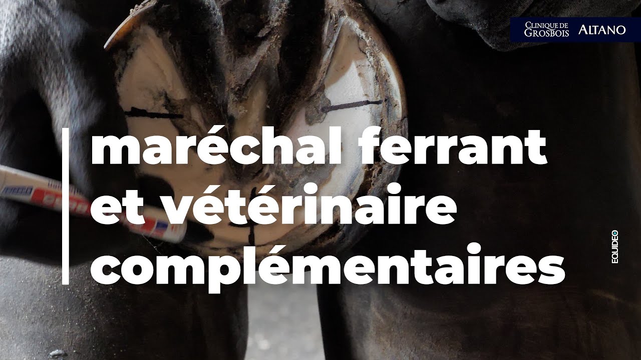 Le ferrage des chevaux en fonction de la boite cornée...