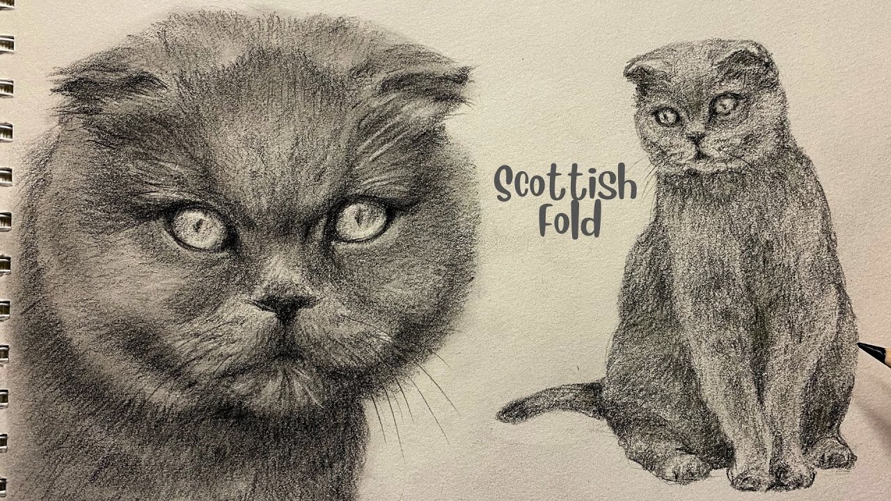 Drawing a Scottish Fold Cat with Graphite Pencil | Calm Sketch ASMR