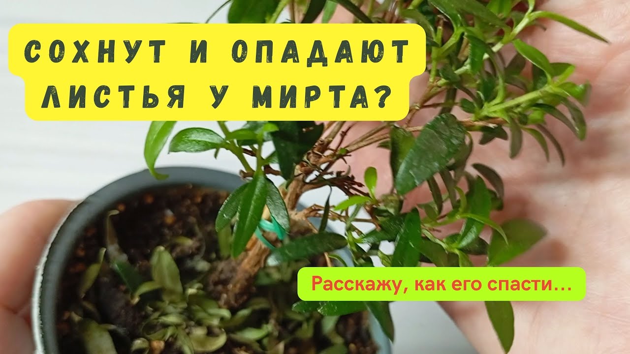 🌿 Сохнут и опадают листья у мирта? Кажется, я нашла выход, как его спасти...