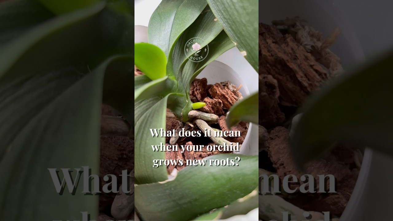 Why New Roots Are the Best Sign in Orchids 🌿✨