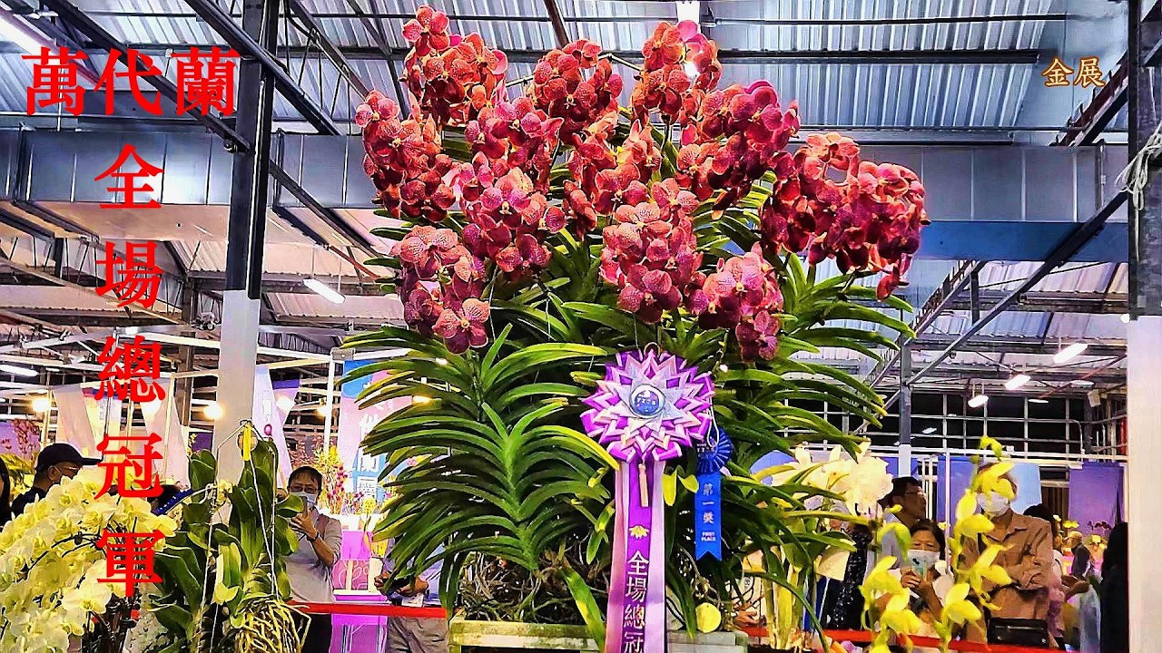 全場總冠軍！2026 臺灣國際蘭展-大獎蘭花及得獎蘭花 Award-winning orchids from the 2026 Taiwan International Orchid Show