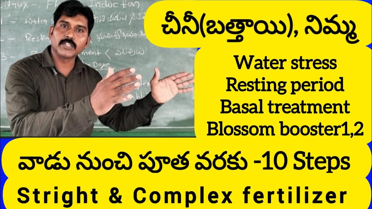 చీనీ (బత్తాయి) వాడు నుంచి పూత వరకు -10 steps.Booster dose, blossom spray1,2, by dr rss.