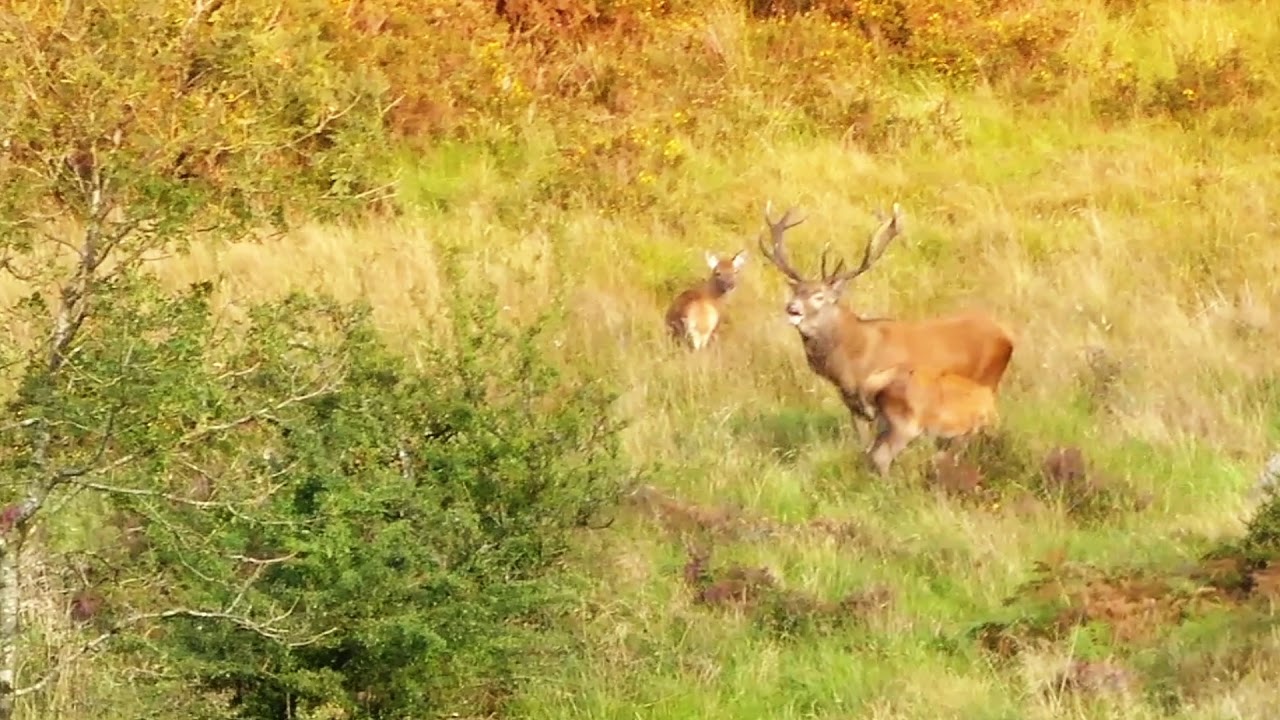 Sixty seconds of pure Irish Nature - Rutting Stag & Females