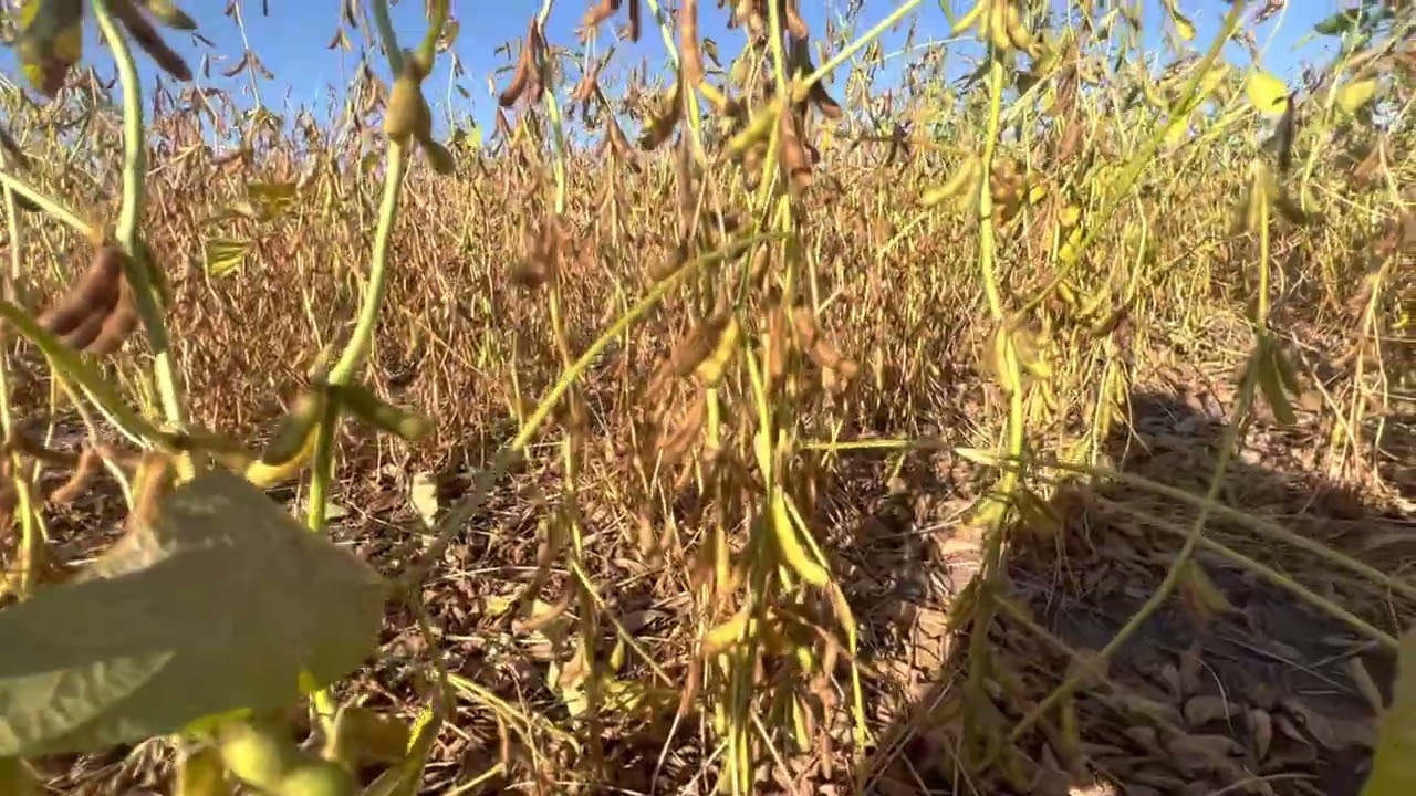 Соя по нулю і оранка порівняння. Огляд поля.#сільськегосподарство #notill #фермер