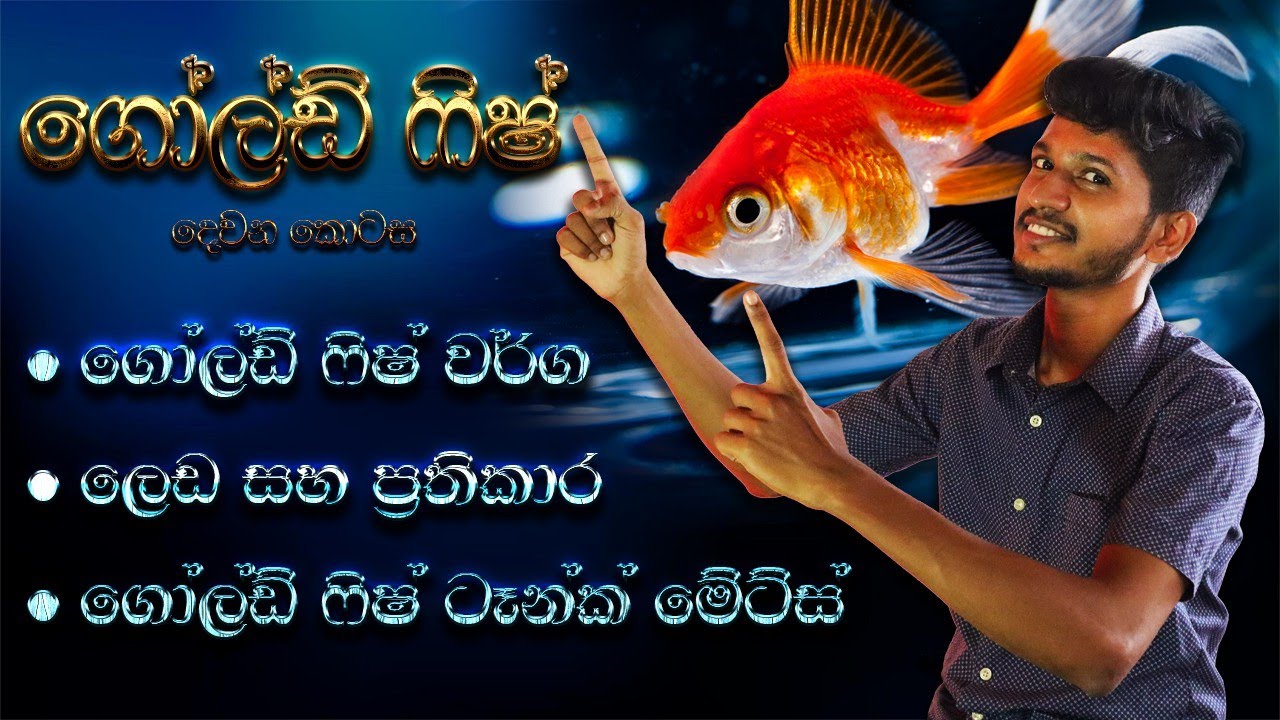 ගෝල්ඩ් ෆිෂ් දෙවන කොටස | Gold Fish Part 2 | Anything.lk