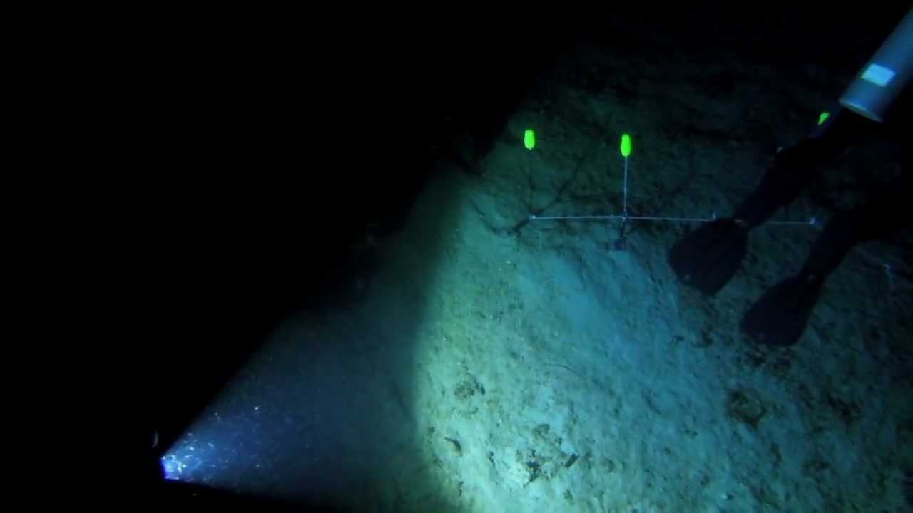 Biofluorescent Night Dive: Comparison UV/blue light - Masbat Bay, Dahab (Red Sea)