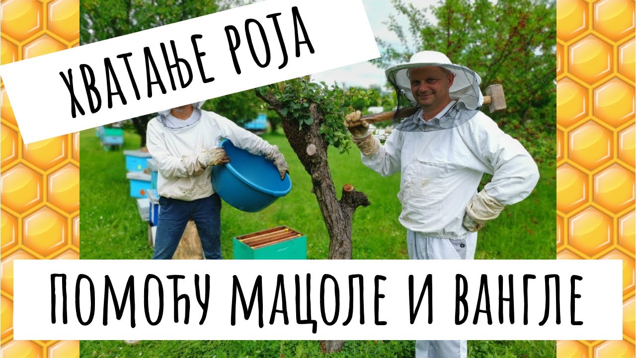 Hvatanje roja pomoću macole i vangle - Pčelarsko gazdinstvo Novković