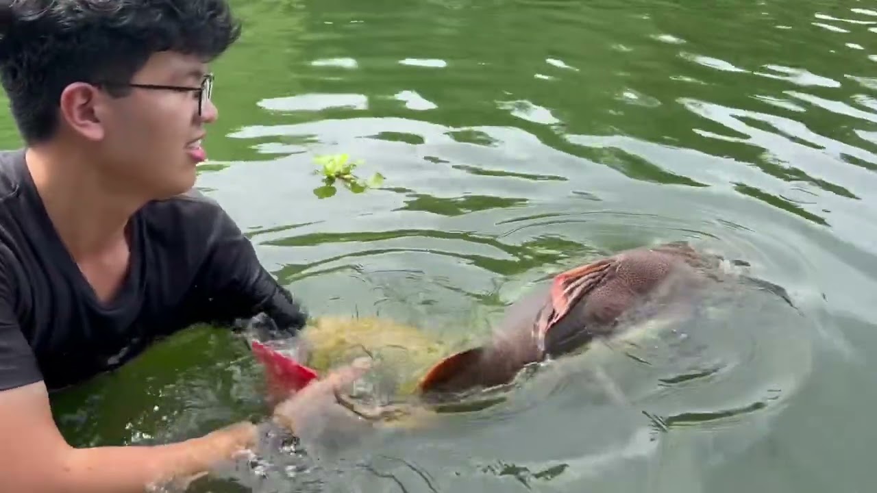 Siamese Carp and Redtail catfish in Pattaya, Thailand