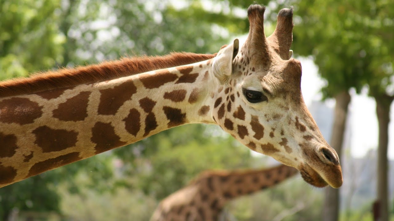 Top 50 curiozitati despre GIRAFE