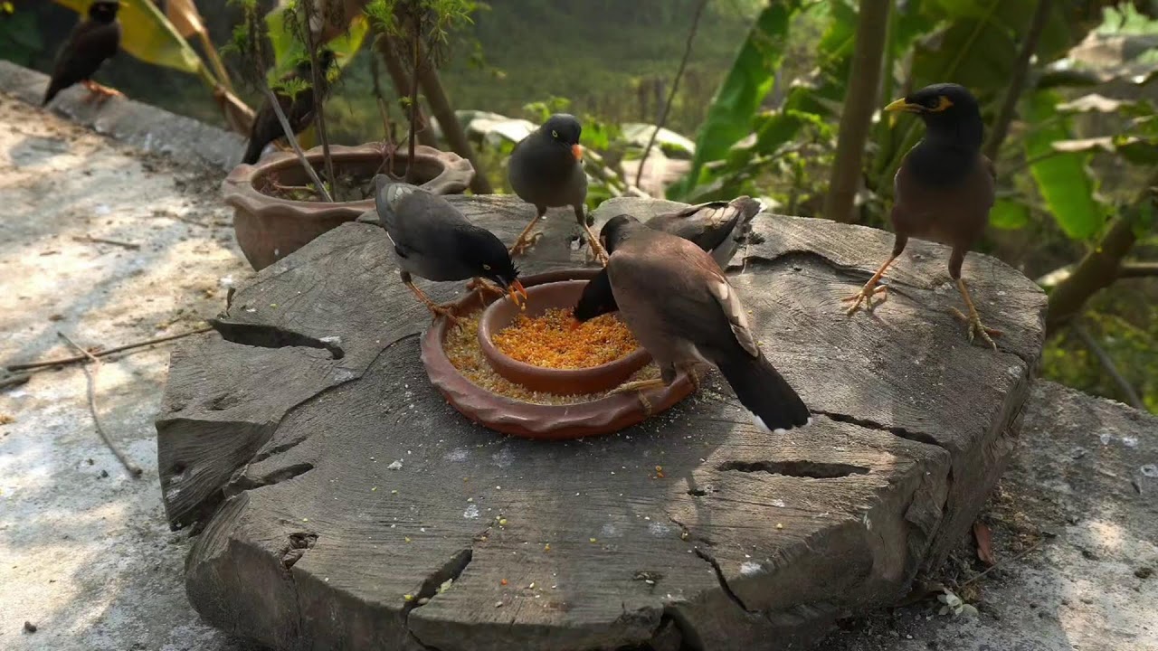 🔴 Live Winter Cottage Birds Feeder: Cardinals,Woodpeckers, Juncos, Dove, Sleep, Cat TV