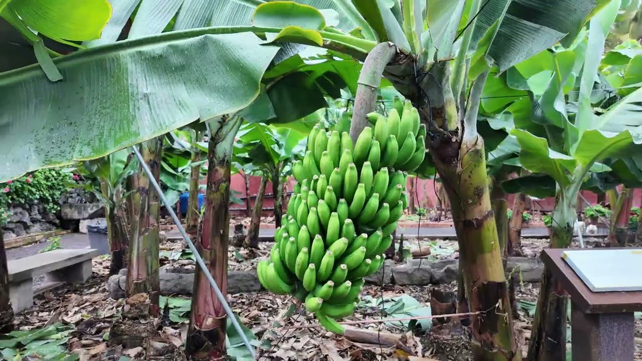 Spain, Tenerife, Casa del Platano
