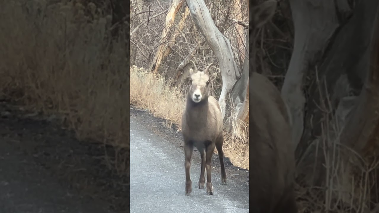 Bighorn sheep #petroglyph #wildlife #nature #nativeamerican #bighorn#bighornsheep