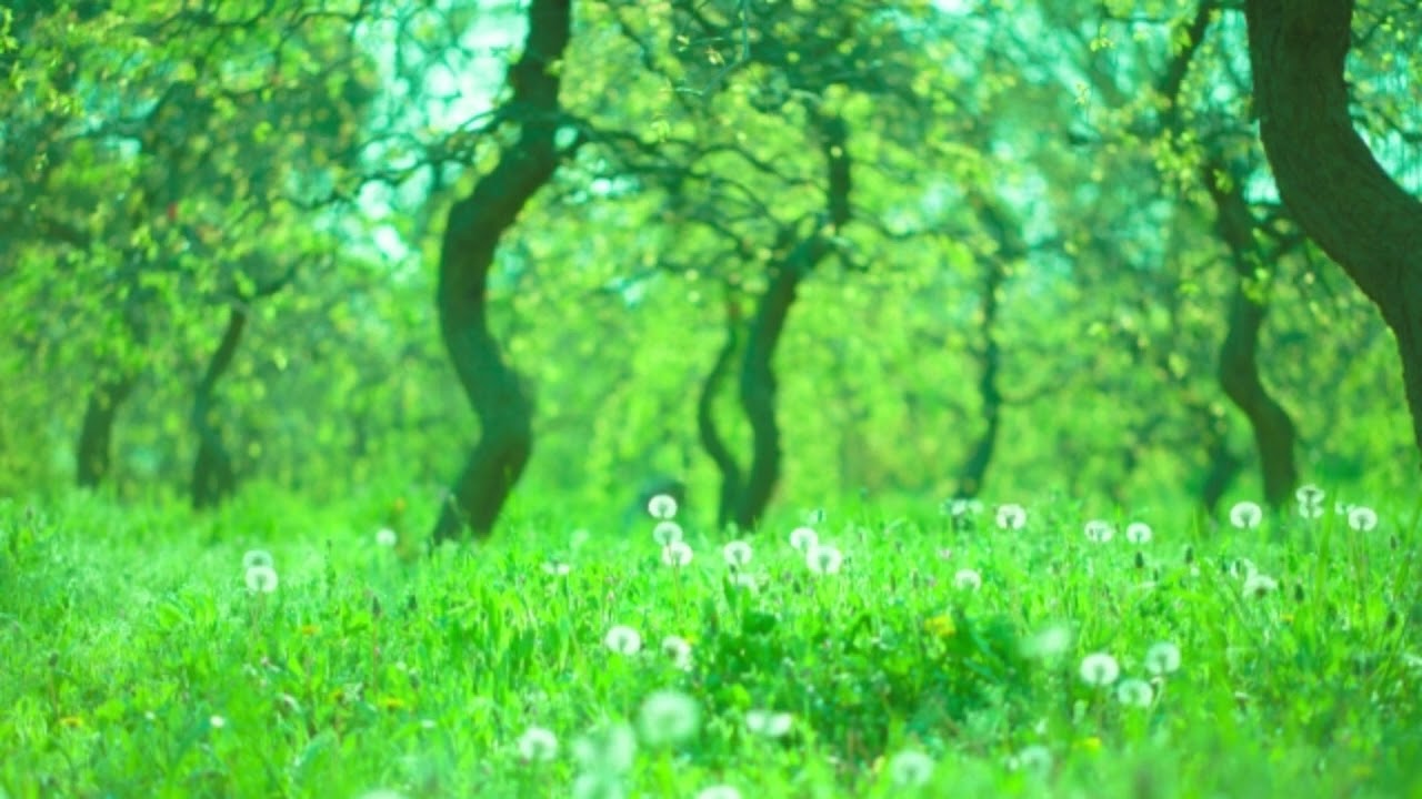 パガニーニ：魔女たちの踊り（クライスラー編）［ナクソス・クラシックキュレーション 