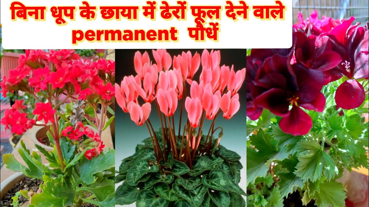 बिना धूप में खिलने वाले फूल || Shade Loving Flowering Plants India || Bina Dhup ke khilne Wale Phool