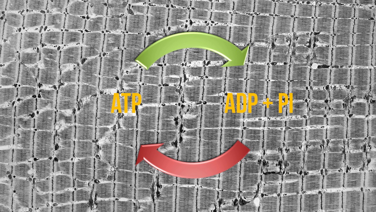 Aula 2 - ATP-CP
