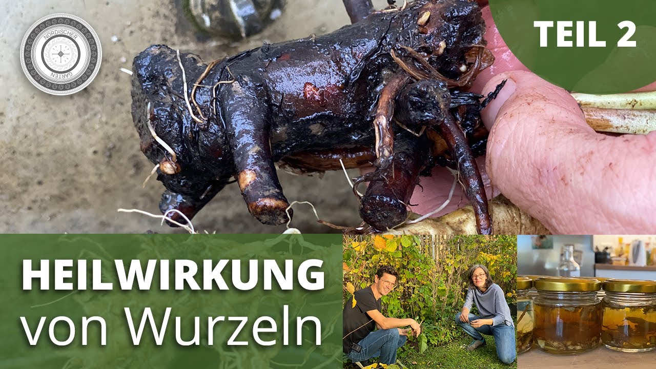 Die Heilkraft der Wurzeln - Teil 2 - Engelswurz, Beinwell, Wilde Karde, Giersch