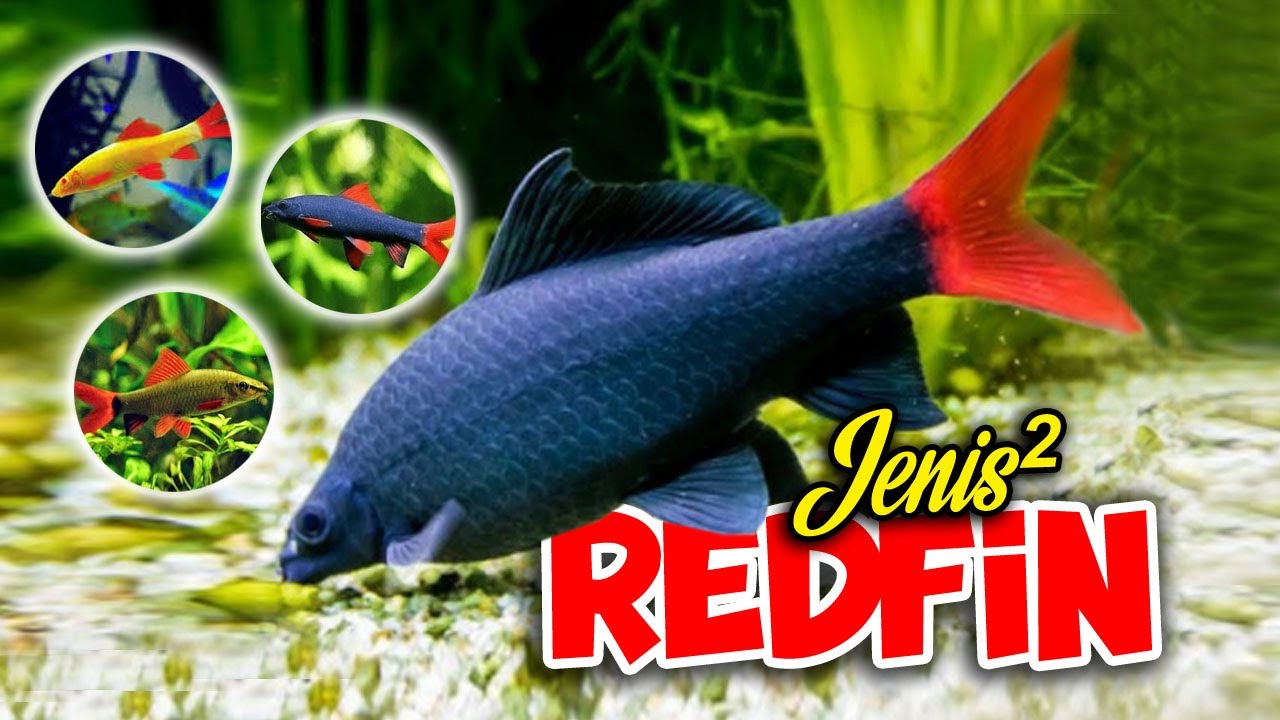 4 Jenis Ikan Redfin ( Hiu Ekor Merah) Tercantik