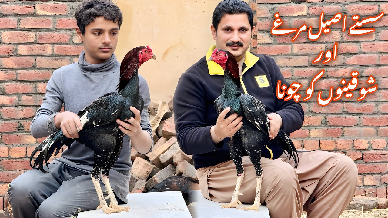 Sasty murgy or shoqeen logon ko chuna