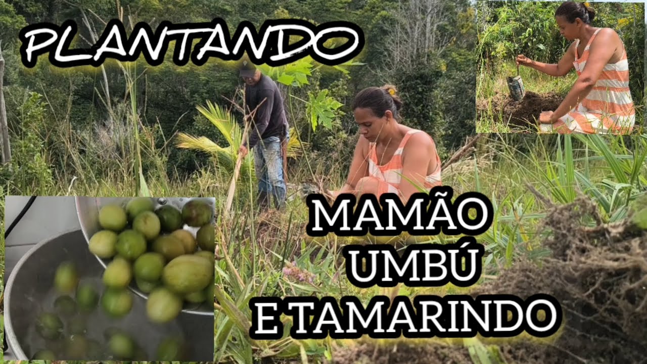 PLANTAMOS UNS 20 PES DE MAMÃO/ FIZ UMBUZADA 
