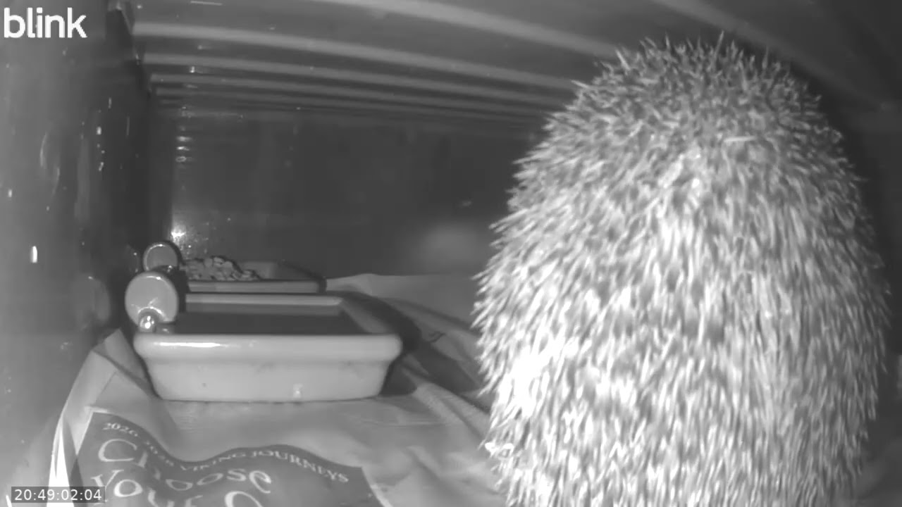 Wild Life Cam Night Of 10 02 2026