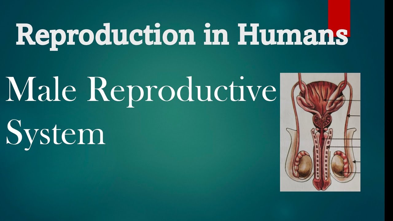 male reproductive System || Reproduction in humans class 8||