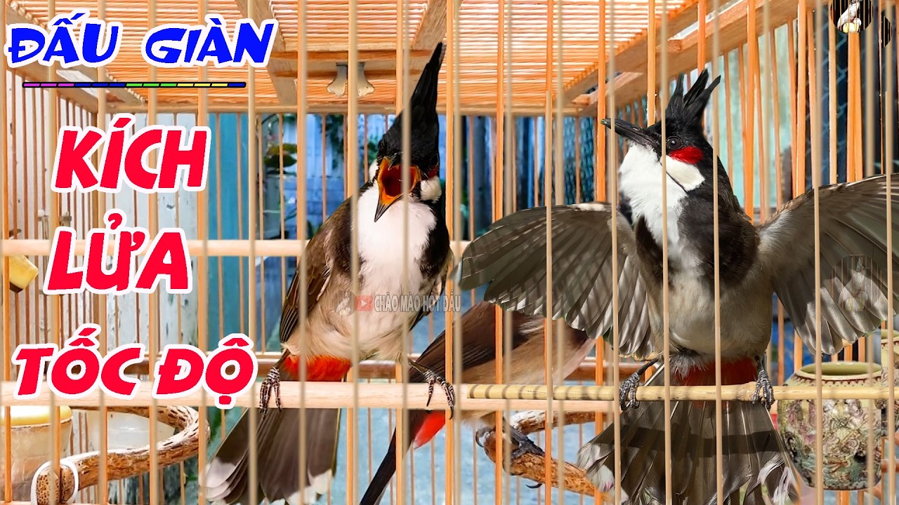 Chào Mào Đấu Giàn HÓT CHÉ CĂNG ĐÉT Kích Thích Chào Mào Hót Ché | Chào mào đấu giàn