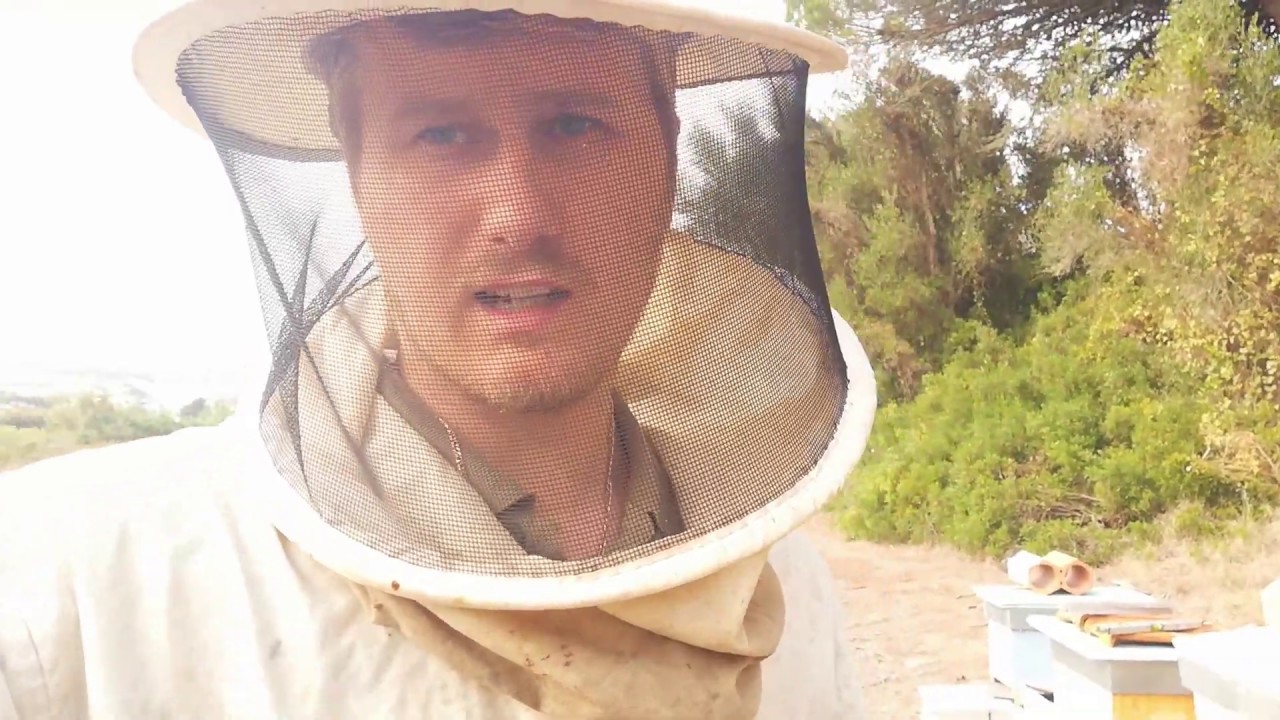 Isoladores de Formigas