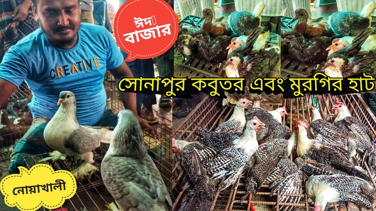 13 July 2023 কবুতর বাজার | সোনাপুর কবুতর বাজার | স্বল্পদামে কবুতর কিনতে পারবেন এই হাঁটে আসলে