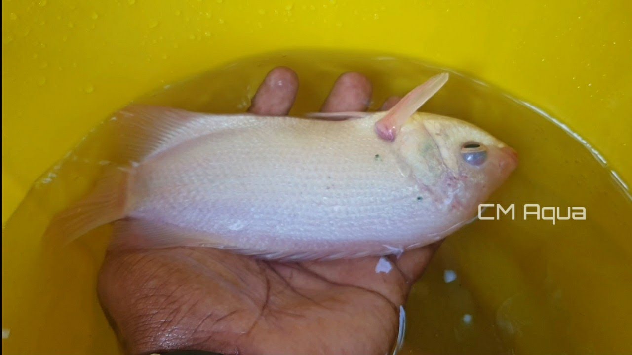 Big Kissing Gourami- தமிழ்
