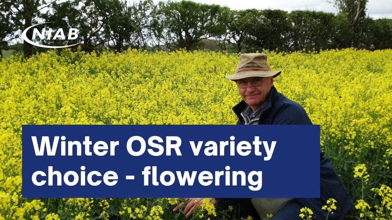 Winter oil seed rape variety choice - flowering time May 2021