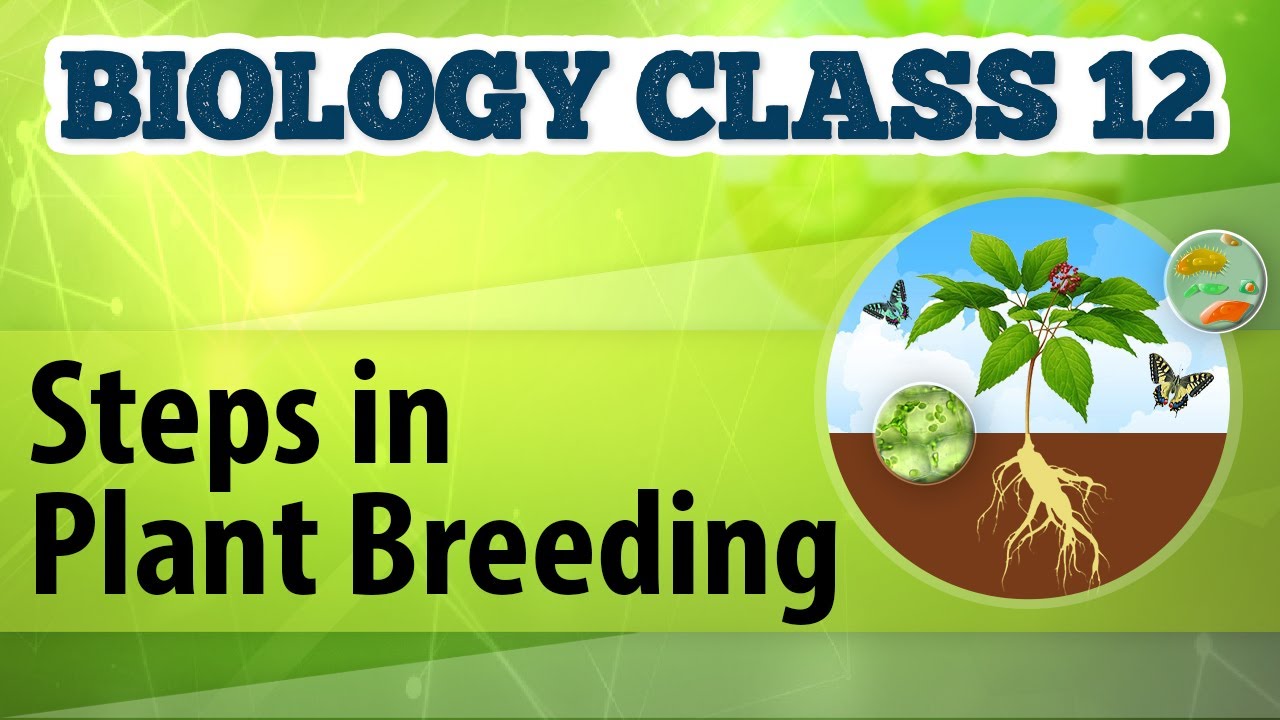 Steps in Plant Breeding - Enhancement in Food Production - Biology Class 12