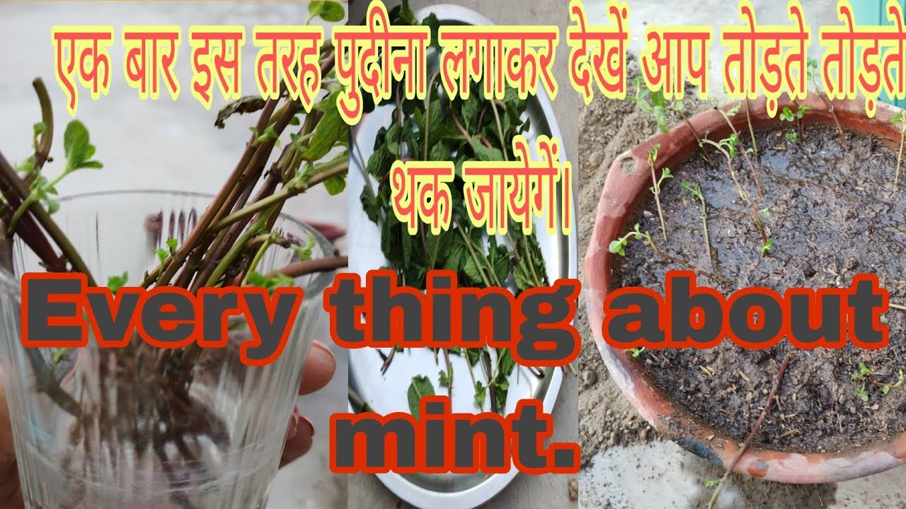इस प्रकार पुदीना लगाकर देखें आपको सफलता मिलेगी/💯,%/पुदीना लगाने का आसान तरीका /How to grow mint.