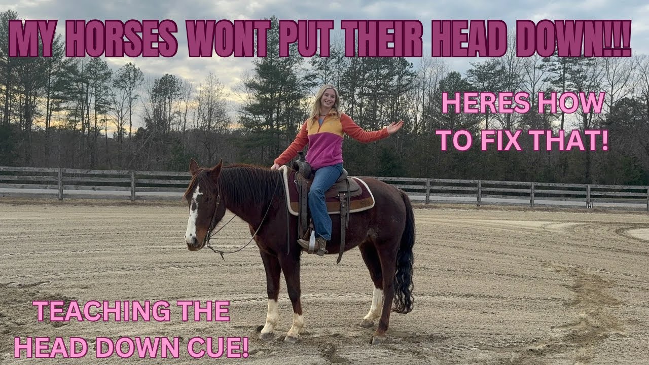 How To Teach Your Horse To Put Their Head Down...