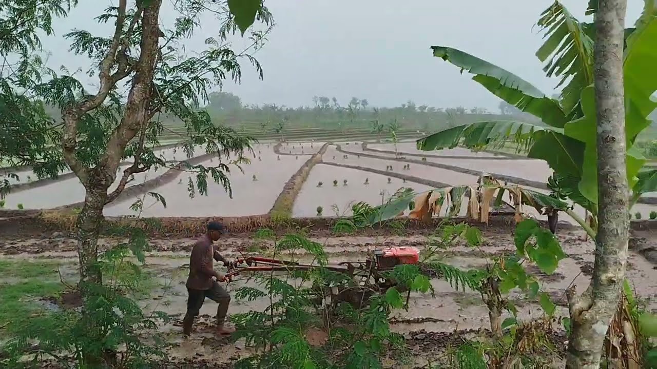 Traktor sawah || hujan bukan halangan || 