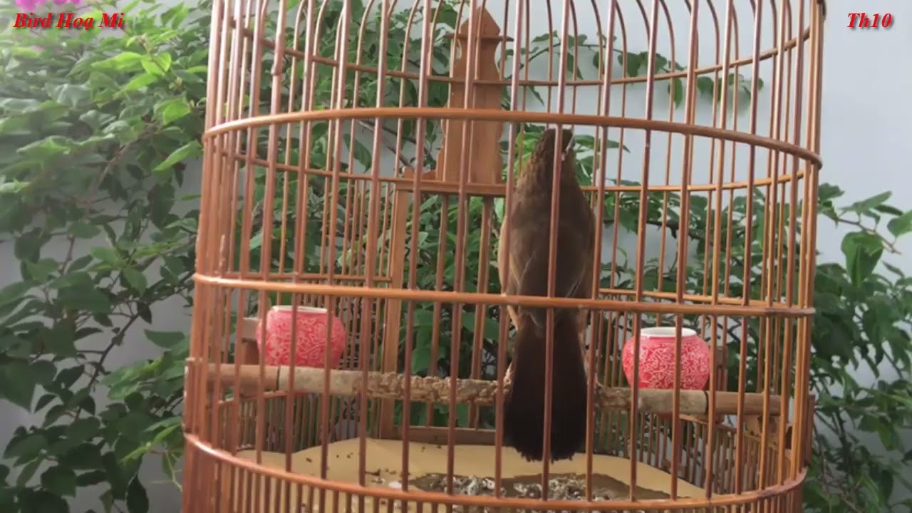 70 Phút Hoạ Mi Hót Sáng Hay Luyện Giọng Chim Hoạ Mi Hót hay Hót Xung Căng ,  Hoạ Mi Hót Đấu Hay
