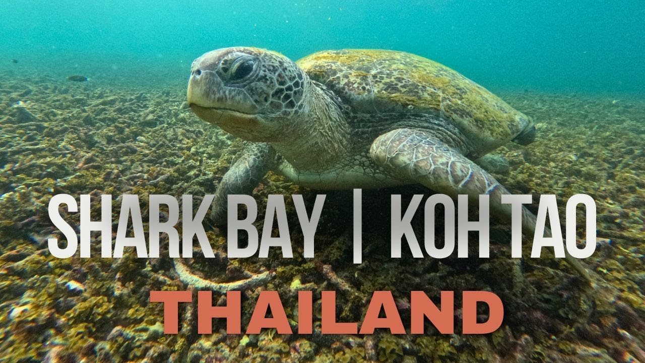 SHARK BAY (KOH TAO, THAILAND) | 4K