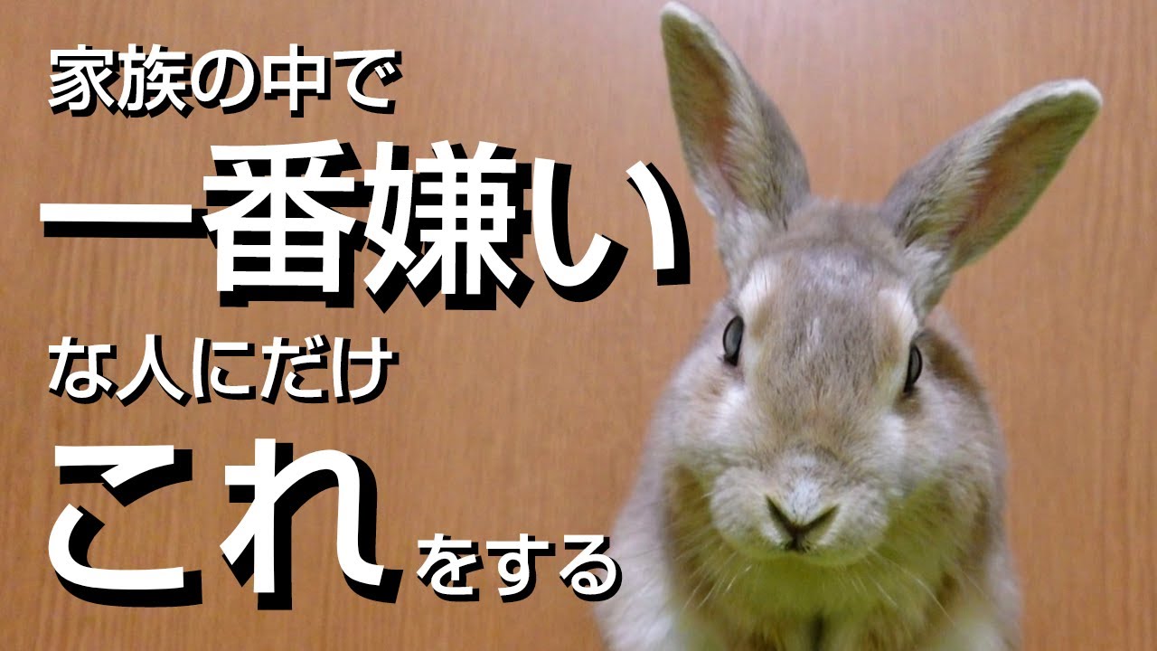 【衝撃】うさぎが家族の中で一番嫌いな人に見せる行動１０選【保護うさぎ】